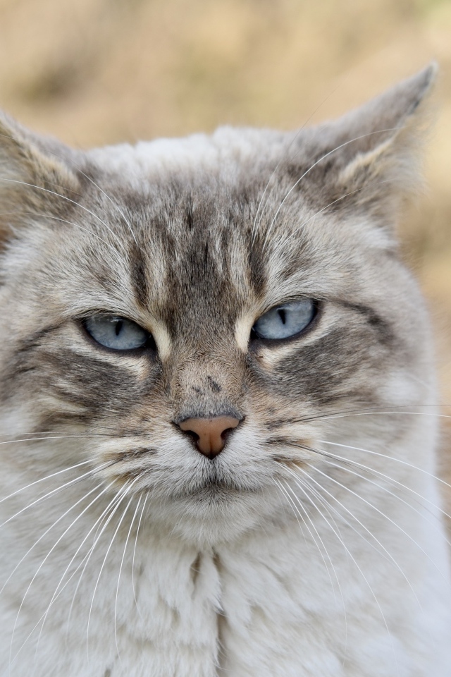 Породистая кошка с голубыми глазами крупным планом