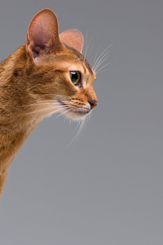 Чистокровный абиссинский портрет молодой кошки