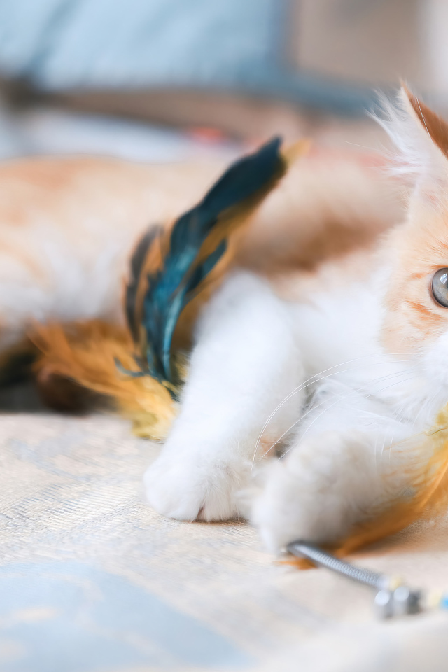 Рыжий котенок играет на кровати с перьями