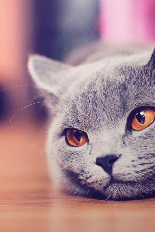 Русская голубая кошка с коричневыми глазами лежит на полу