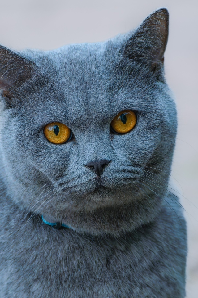Русская голубая кошка с рыжими глазами