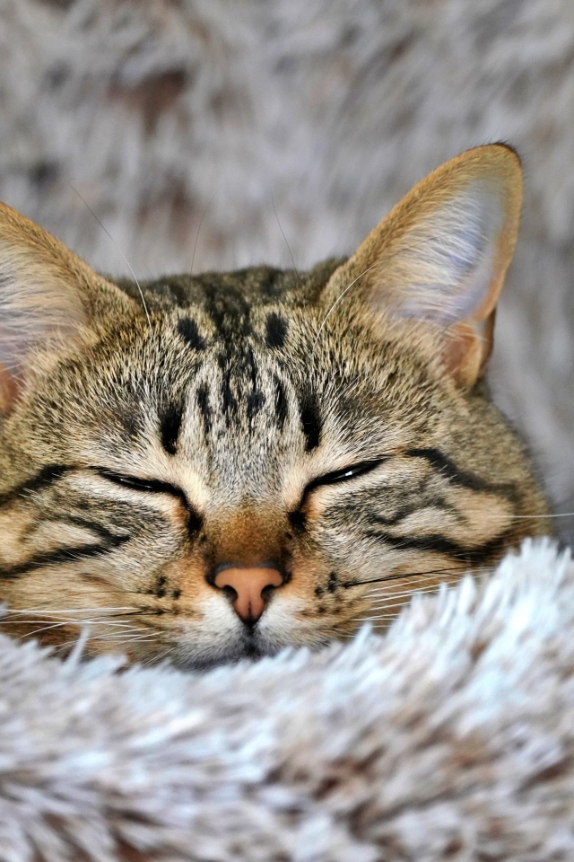 Довольный серый полосатый кот спит на покрывале