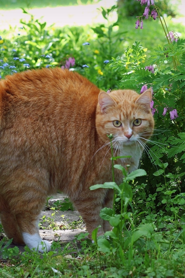 Испуганный рыжий кот в зеленой траве