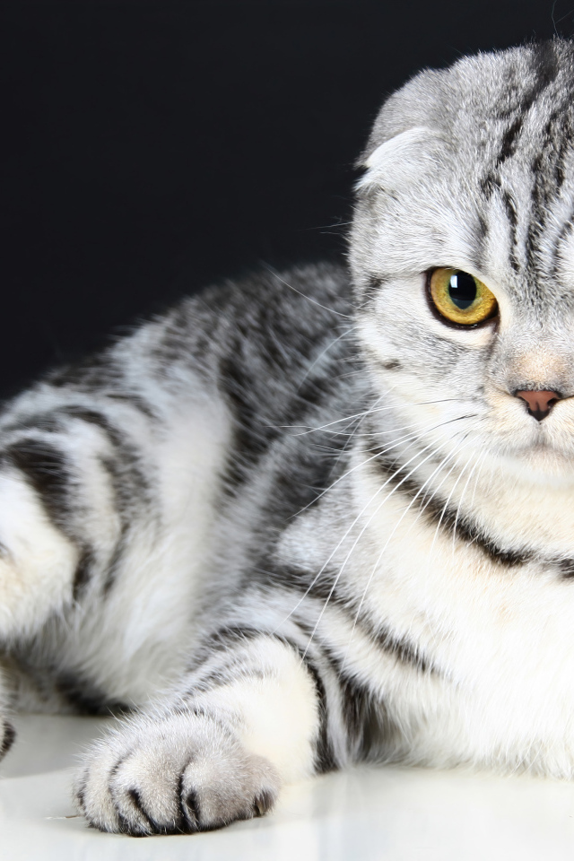 Шотландская вислоухая кошка с красивыми глазами