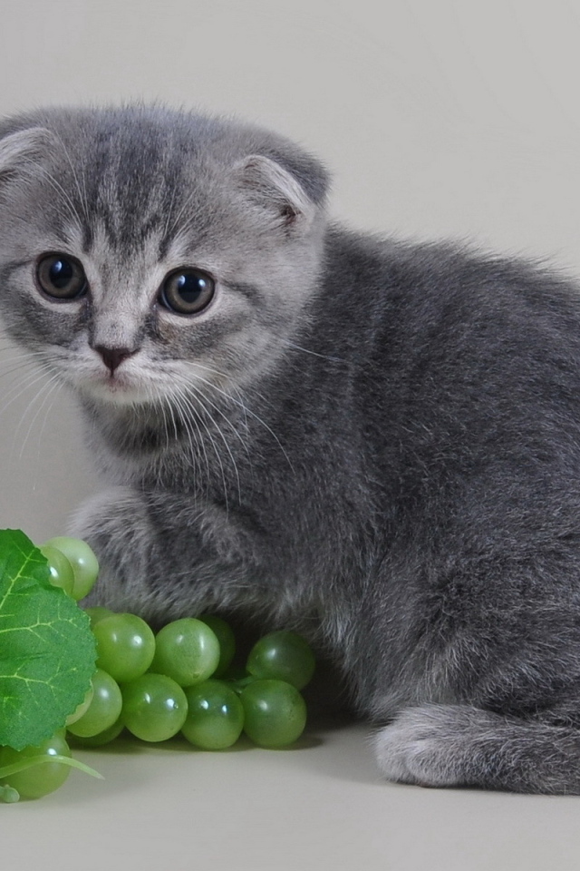 Маленький шотландский котенок с виноградом на сером фоне