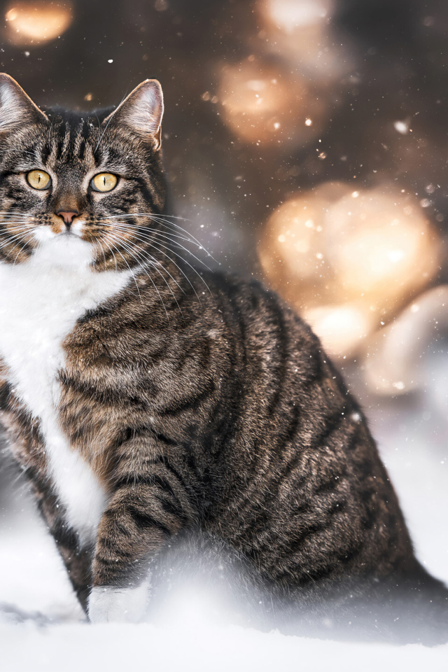 Полосатый кот сидит на холодном снегу