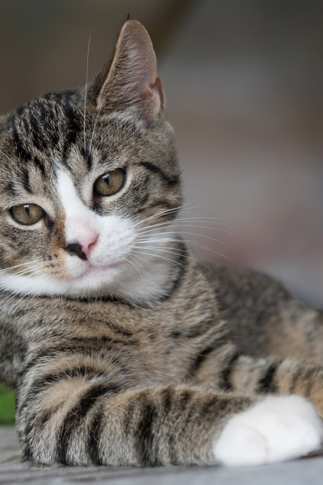 Полосатый котенок лежит на земле