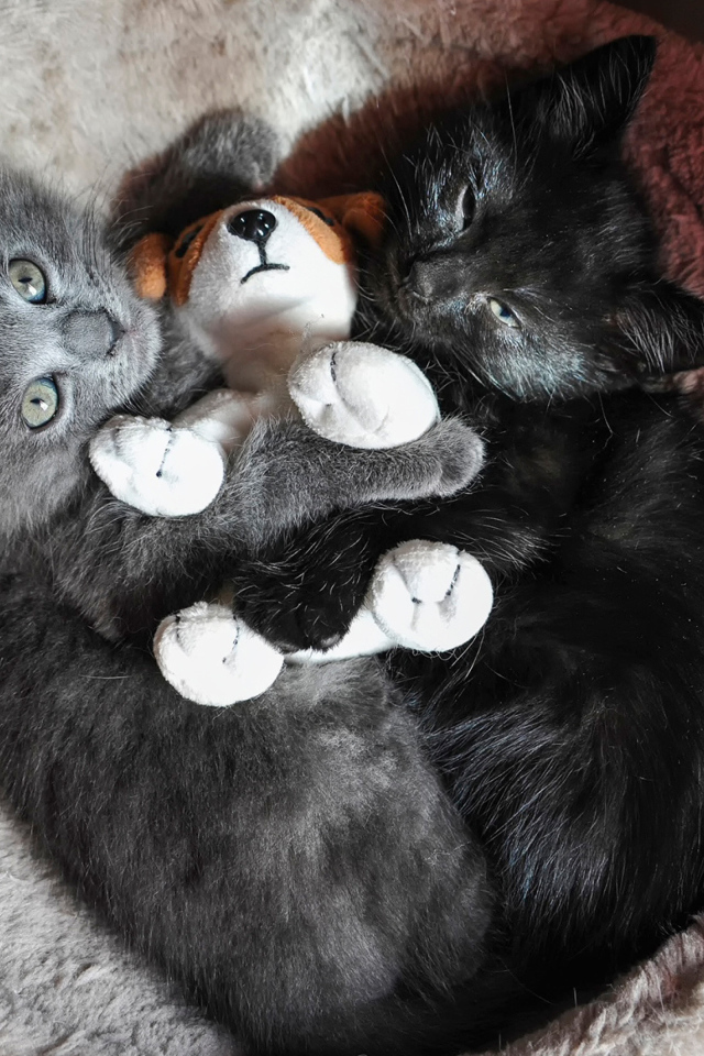 Два котенка с игрушкой смотрят вверх 