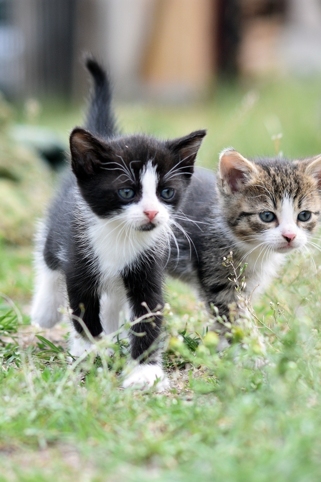Два маленьких котенка идет по траве
