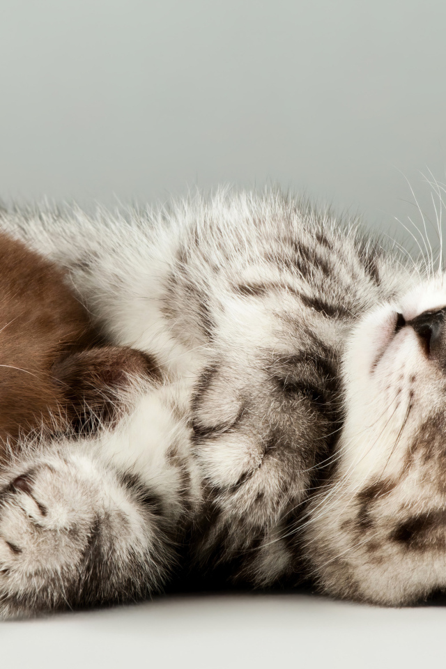 Два маленьких породистых котенка на сером фоне