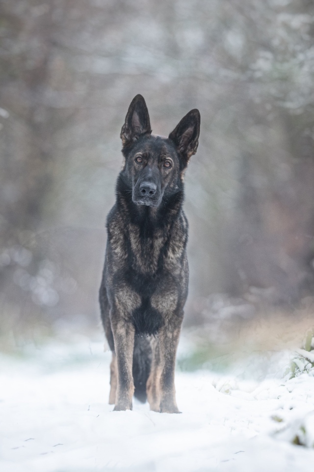 Собака стоит на дороге в заснеженном лесу