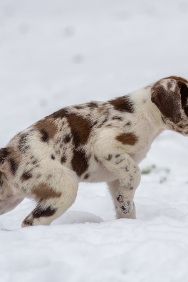 Маленький пятнистый щенок идет по снегу