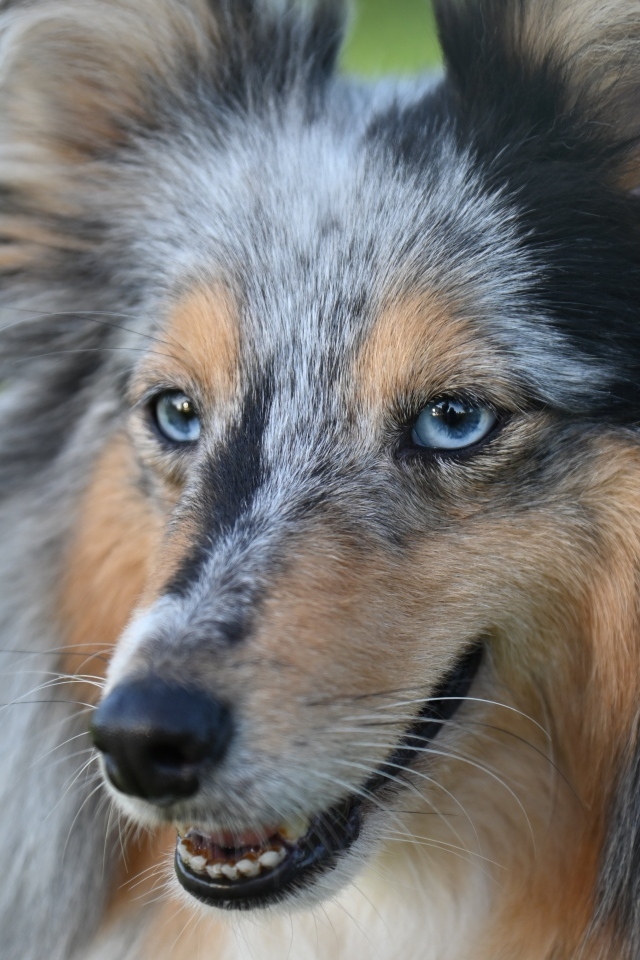 Красивая голубоглазая собака породы шелти