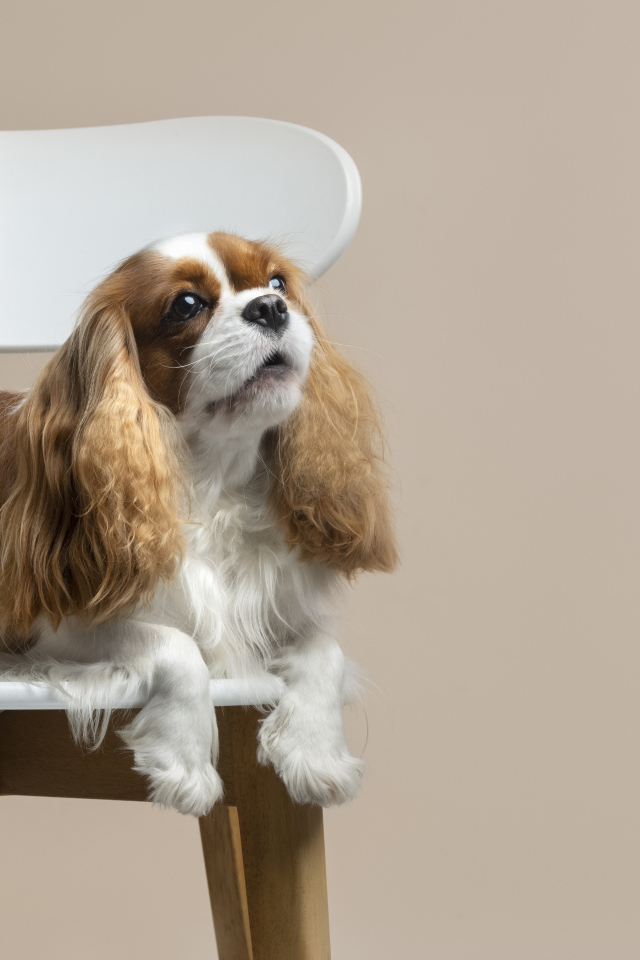 Красивый пес лежит на стуле на сером фоне