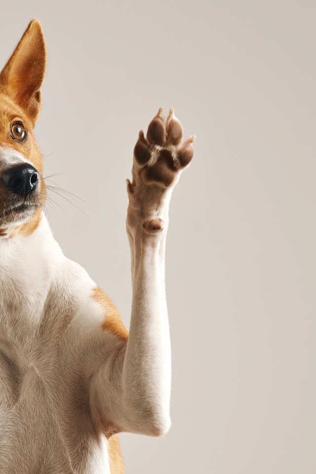 Красивая породистая собака с поднятой лапой на сером фоне