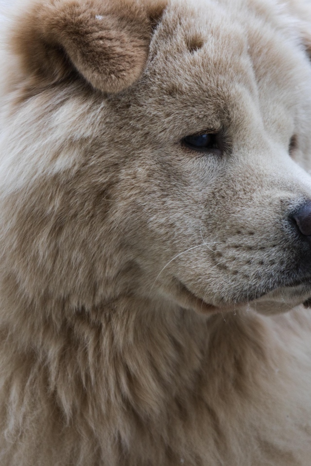 Большой старый пес акита ину