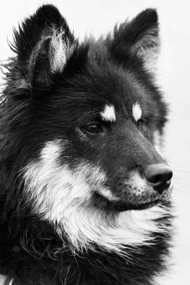 Черное белое фото породистой собаки