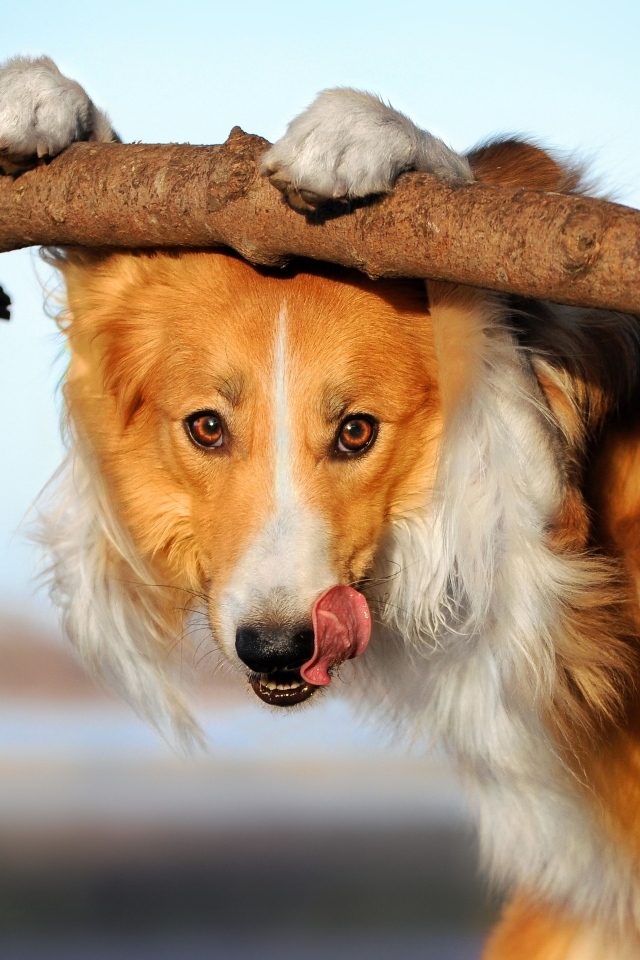 Собака бордер колли с высунутым языком у ветки