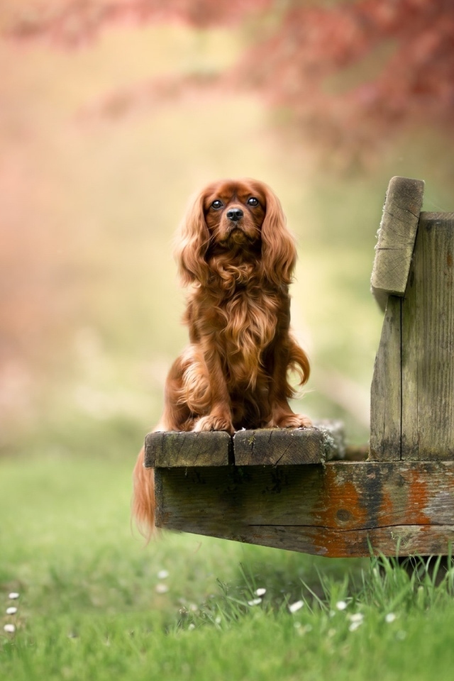Коричневый кинг чарльз спаниель сидит на лавке