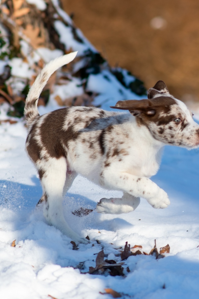 Веселый щенок бежит по снегу