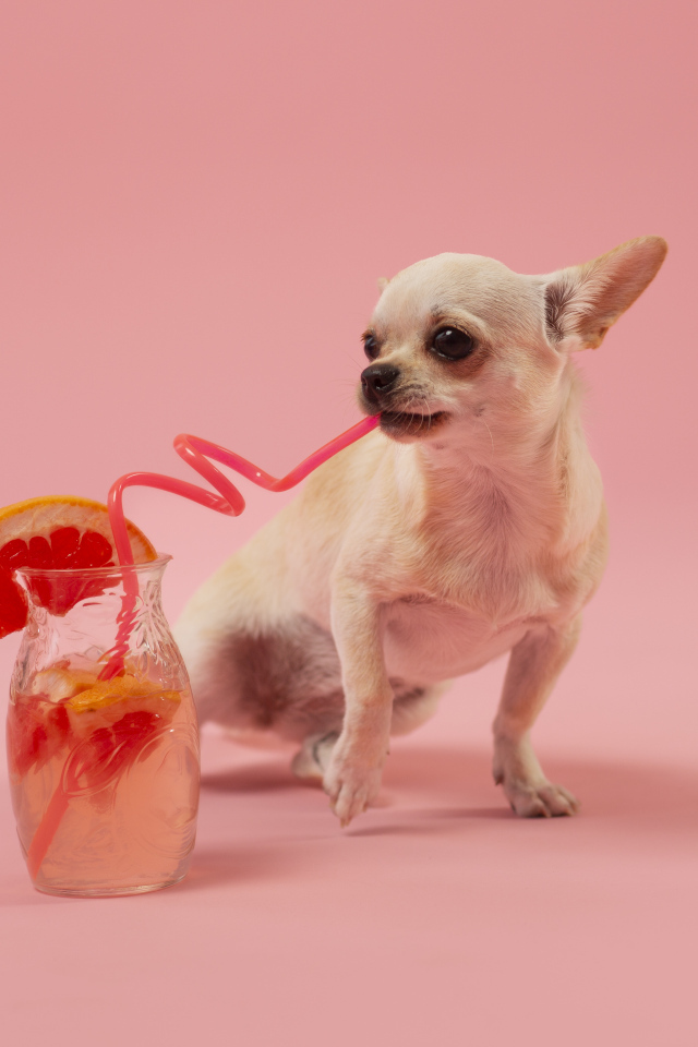 Собака чихуахуа пьет коктейль на розовом фоне