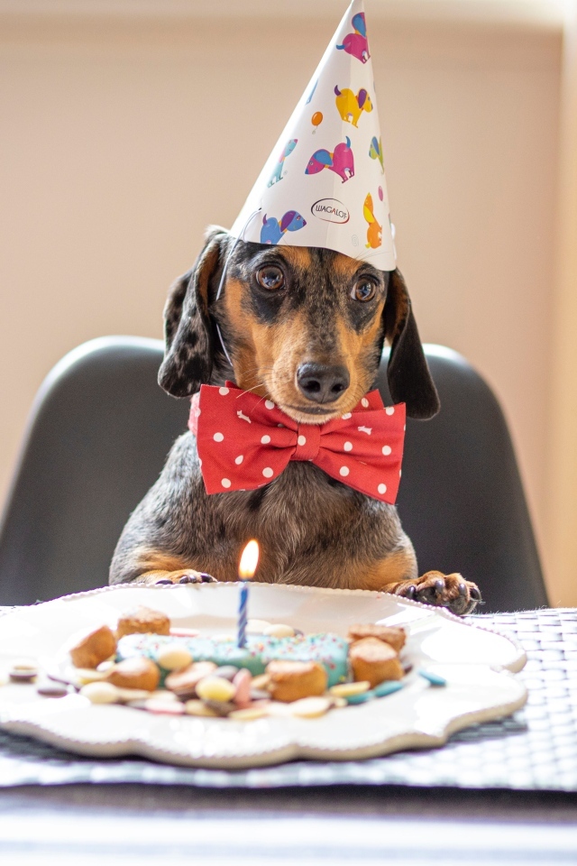Такса отмечает день рождения