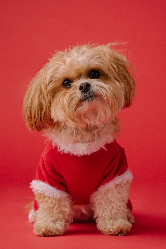 Собака в новогоднем костюме на красном фоне