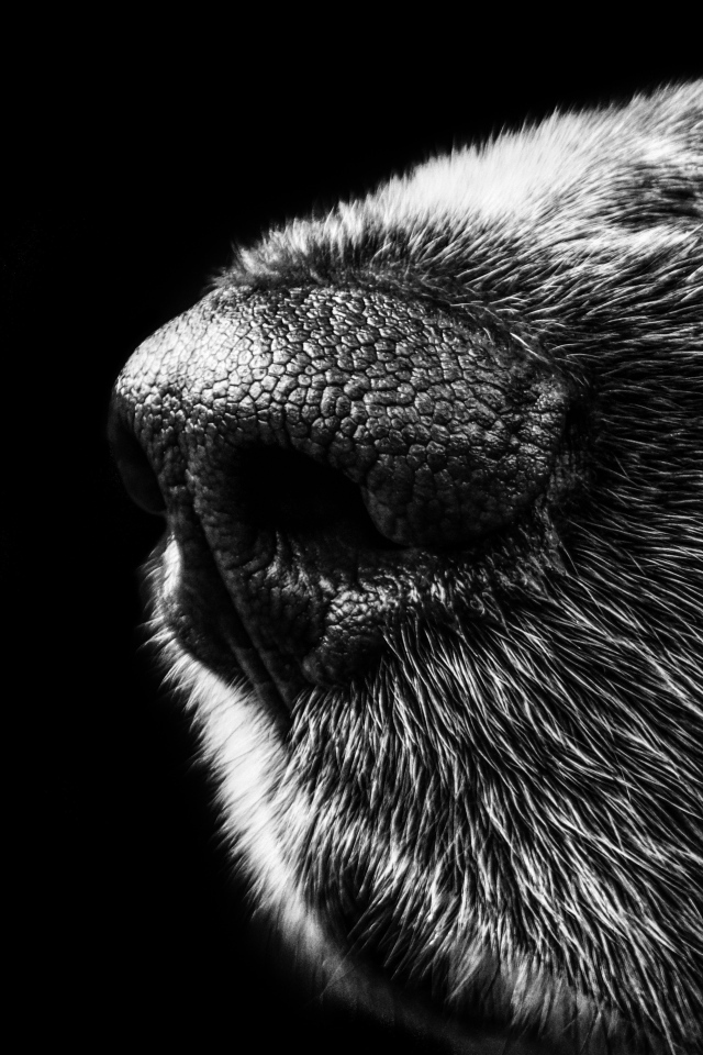 Нос собаки крупным планом на черном фоне