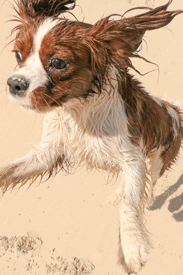 Собака играет с мячом на песке