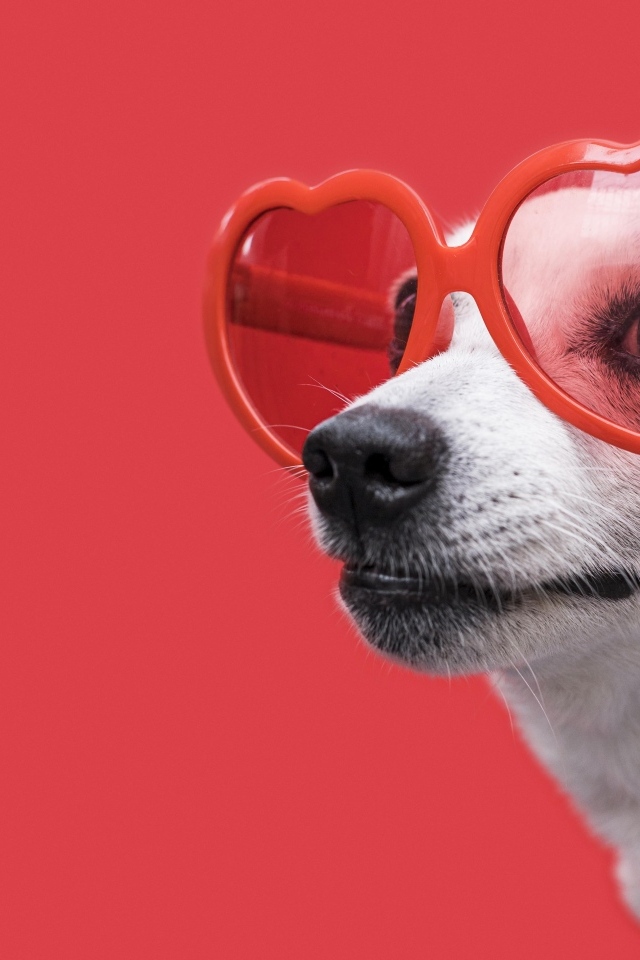Собака в очках в форме сердца на красном фоне