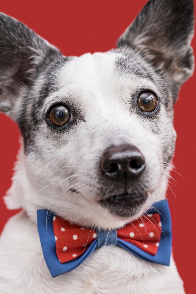 Собака с бантиком на красном фоне