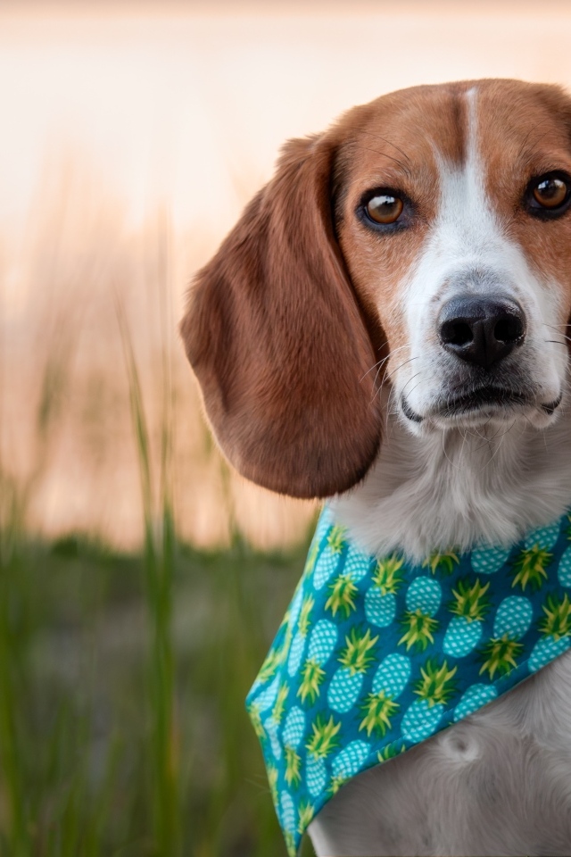 Собака с платком на шее