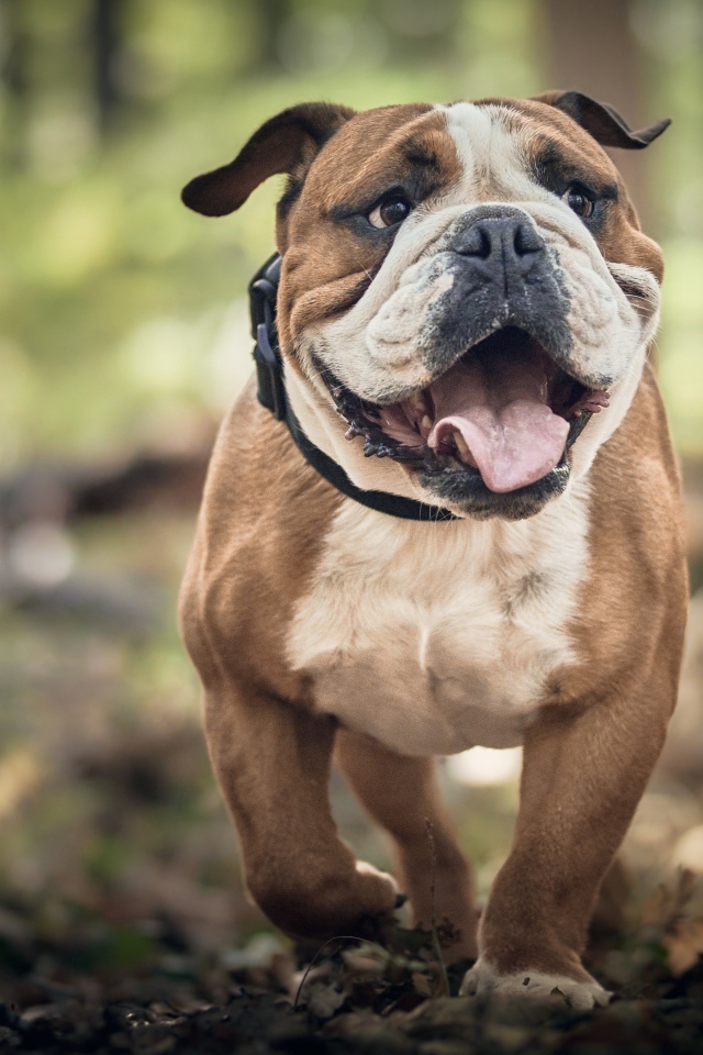 Английский бульдог бежит по лесу