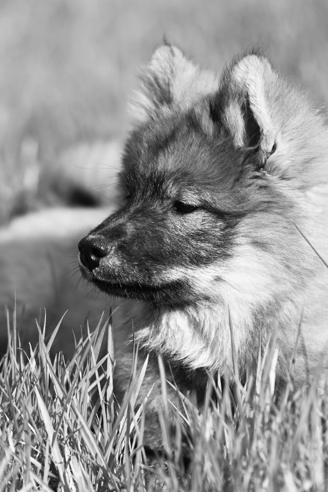 Щенок евразийской овчарки лежит в траве