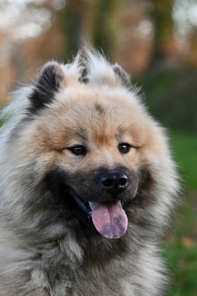 Евразийский щенок с высунутым языком