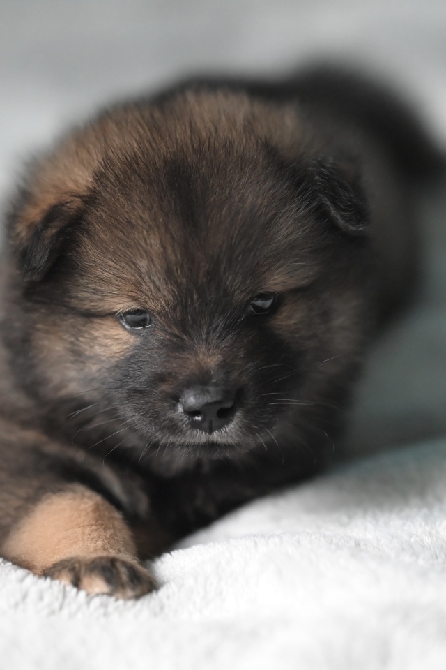 Щенок евразиер лежит на белой кровати