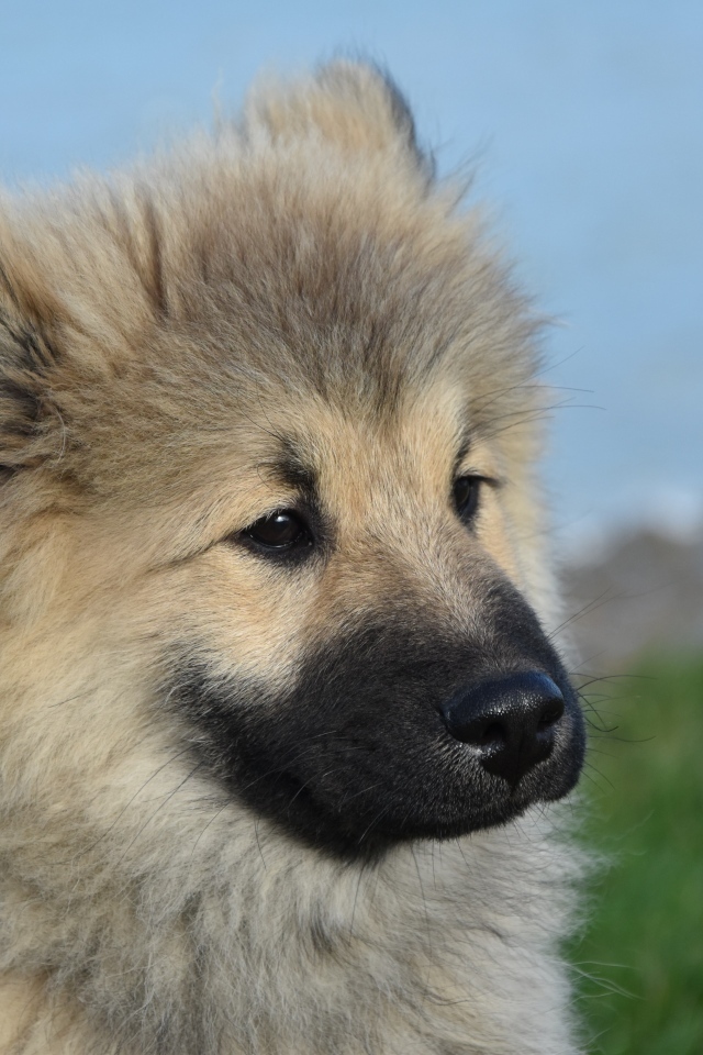 Щенок евразиер на зеленой траве