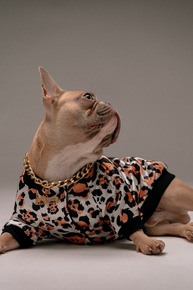 Модный французский бульдог лежит на сером фоне