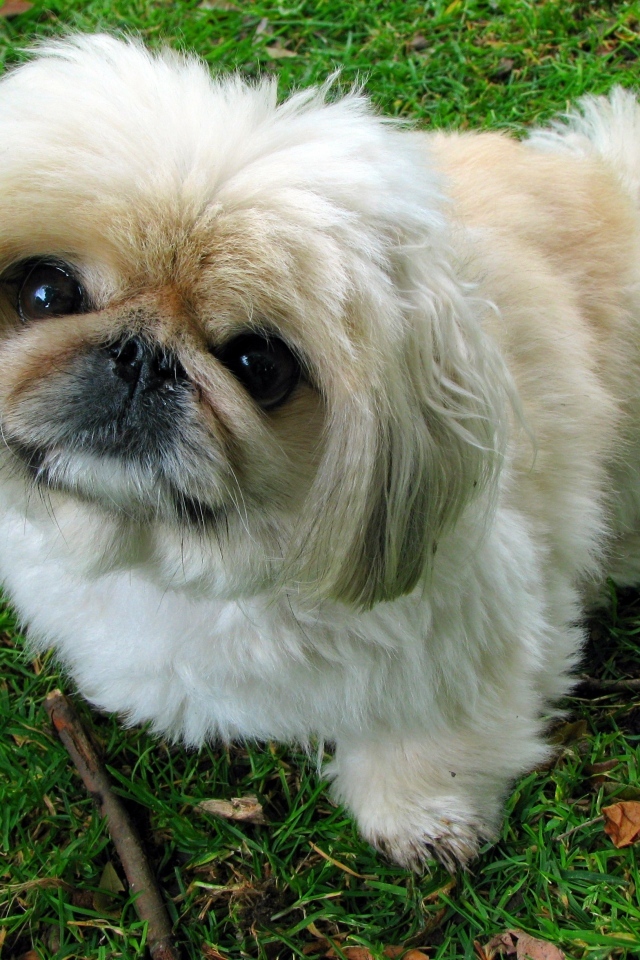 Пушистый пекинес сидит на зеленой траве