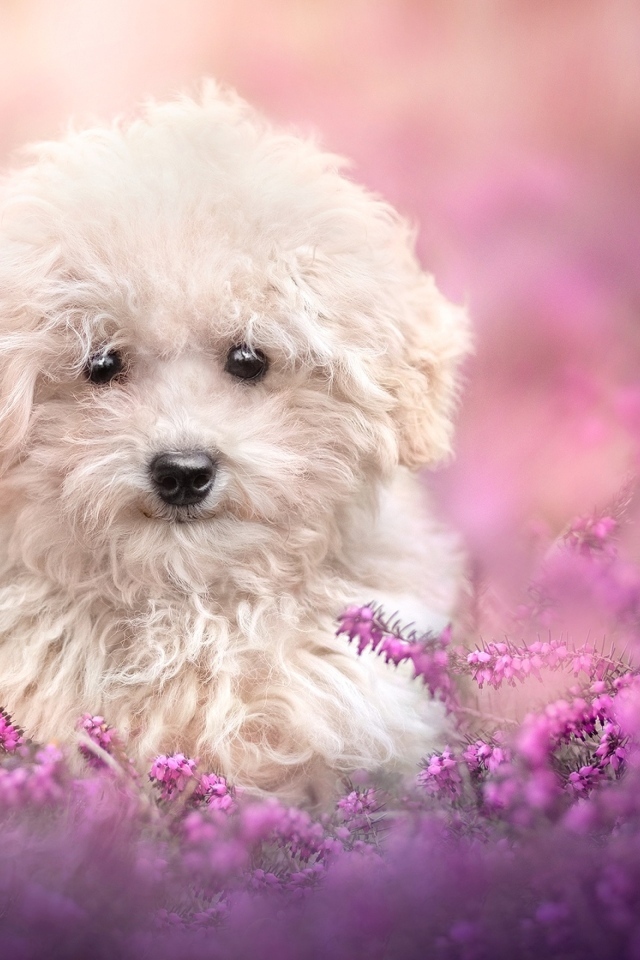 Пушистый белый пес в розовых цветах