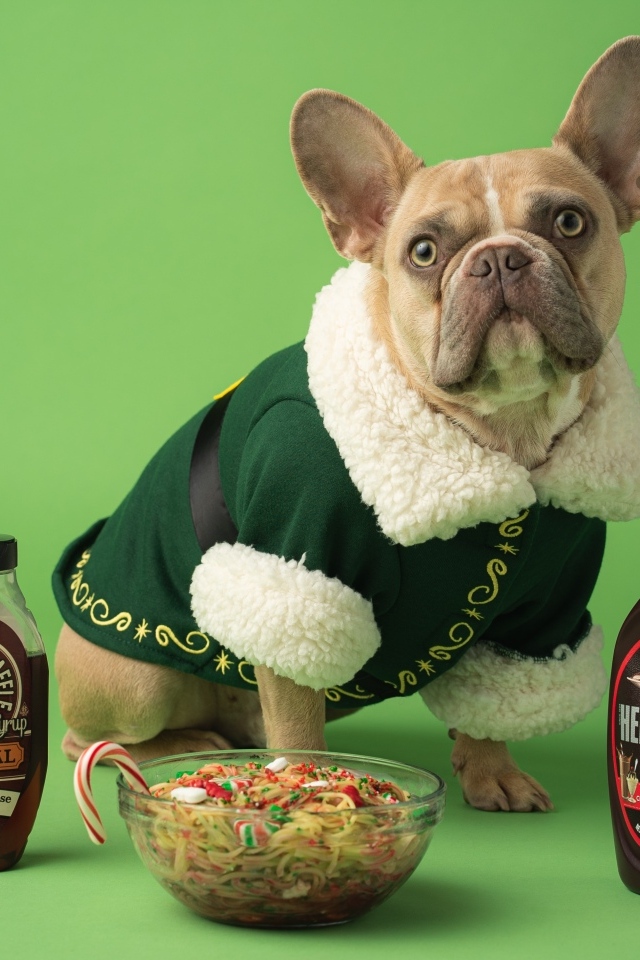 Пес французский бульдог с едой на зеленом фоне