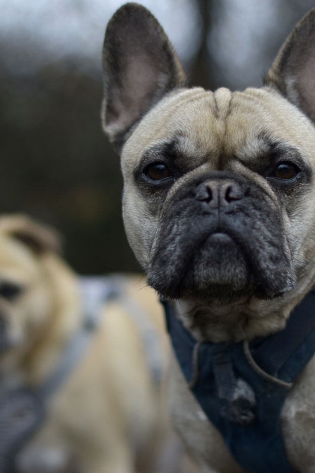Французский бульдог в шлейке крупным планом