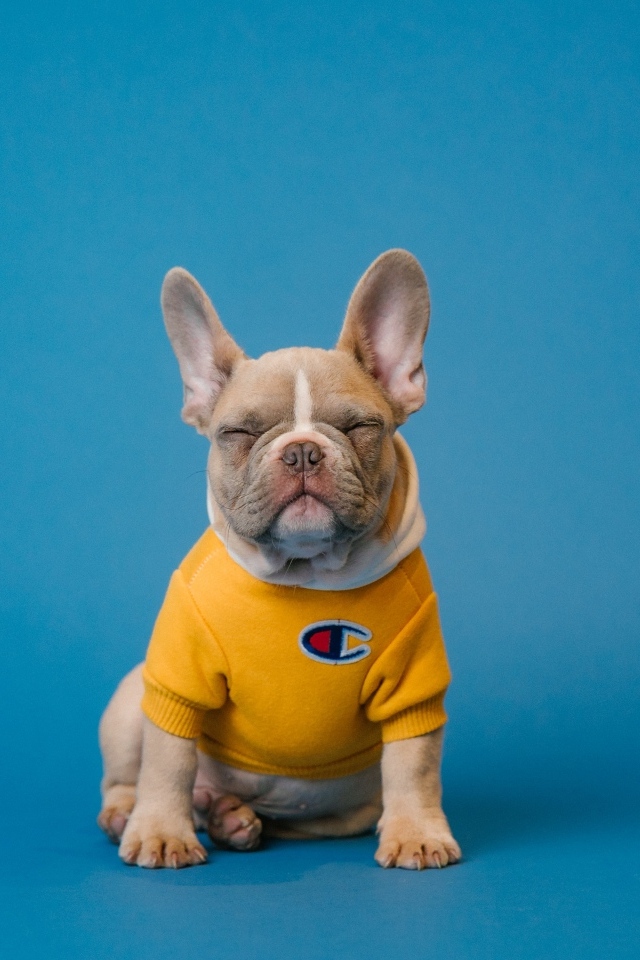 Французский бульдог в свитере на голубом фоне