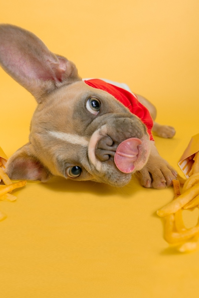 Смешной щенок французского бульдога с картофелем фри 