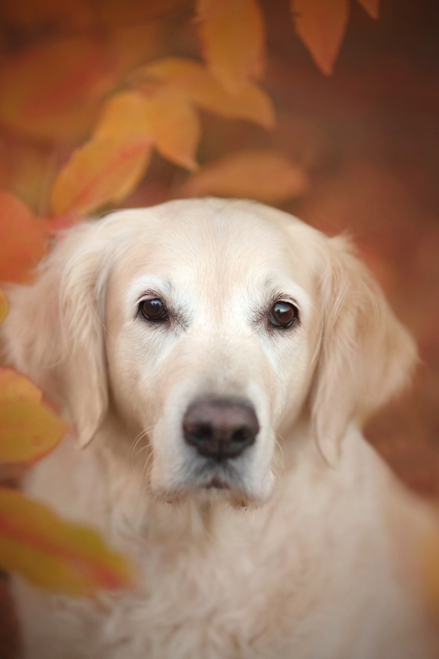 Золотистый ретривер прячется в желтых листьях