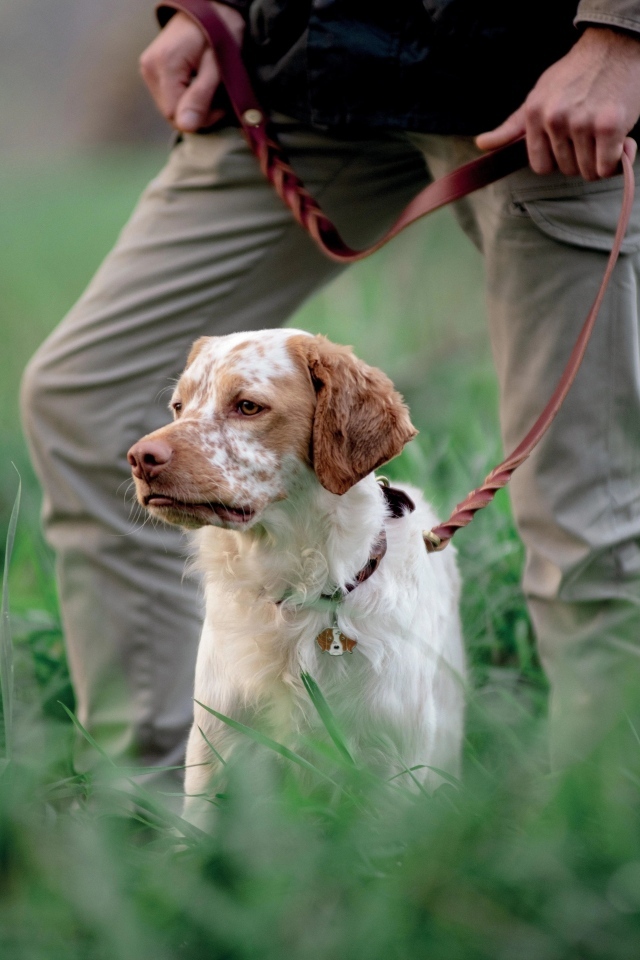 Охотничья собака с хозяином в траве