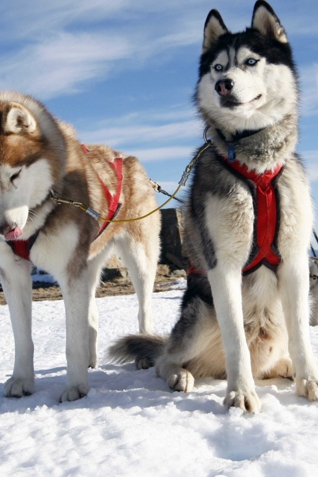 Хаски в упряжке на снегу