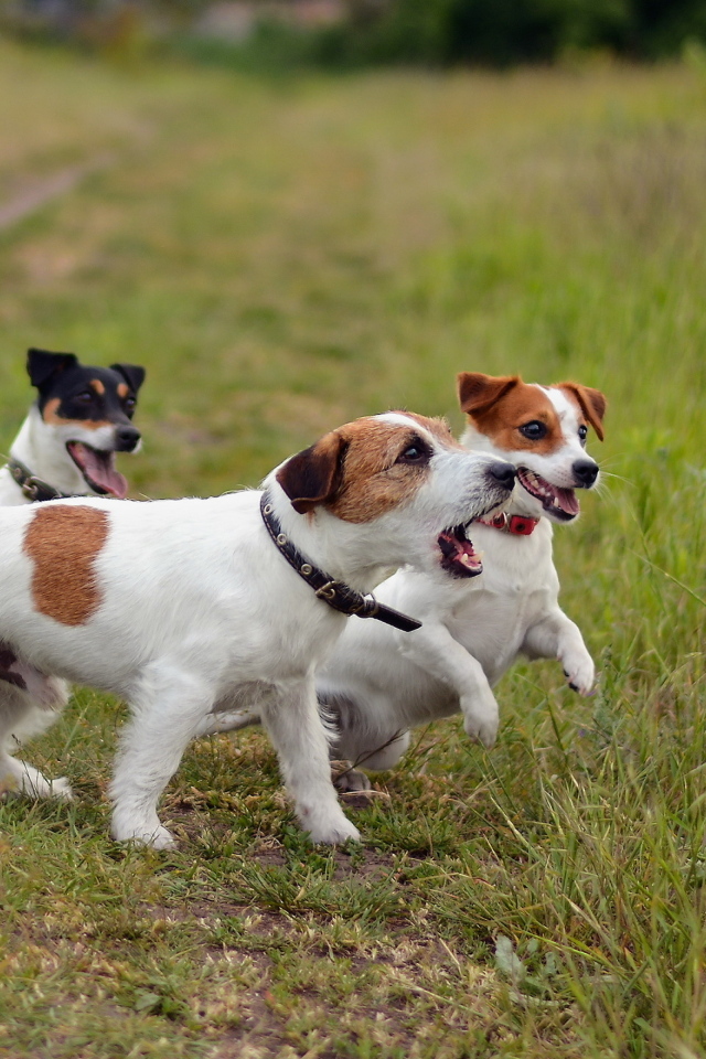 Собаки породы джек рассел терьер играют с мячом