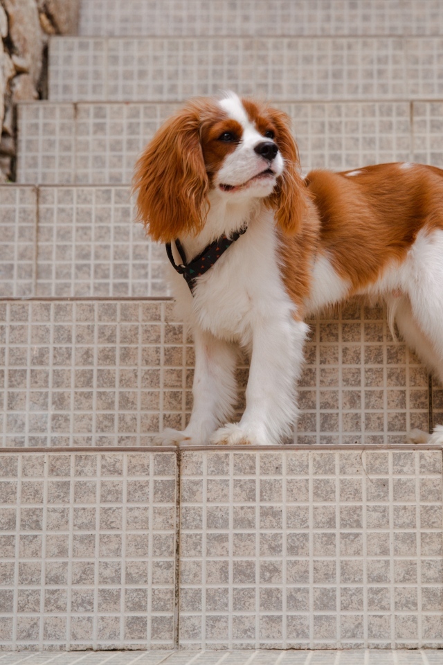 Кинг-чарльз-спаниель стоит на ступеньках