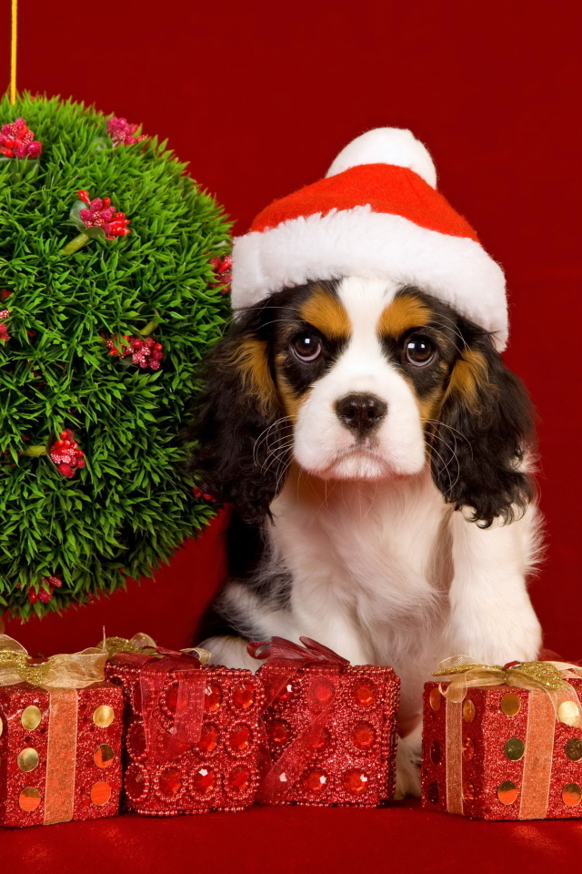 Кинг чарльз спаниель с подарками на Рождество